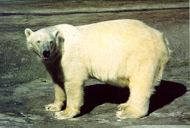 白熊